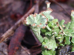 Image of cup lichen