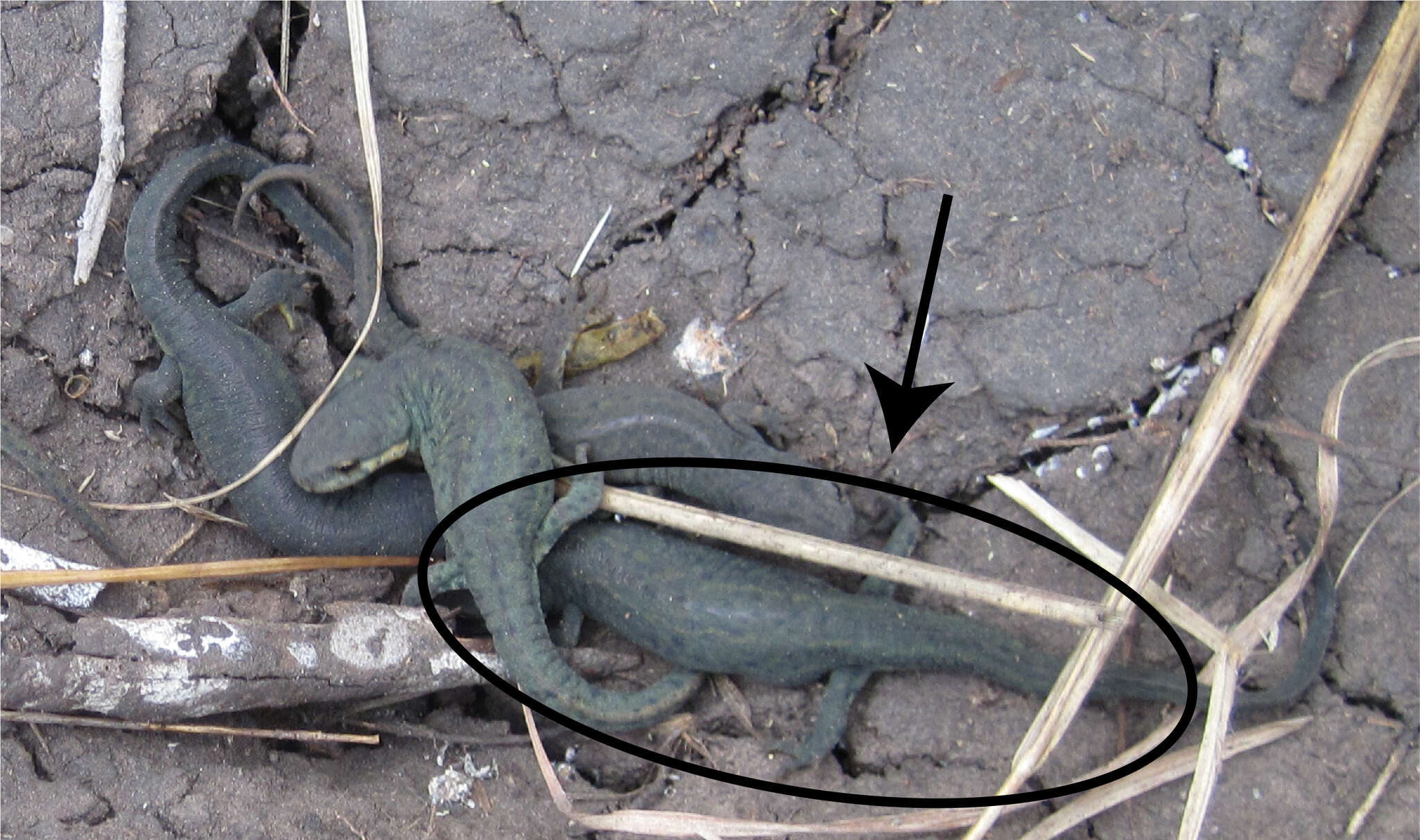 Image of Mexican black-spotted newt