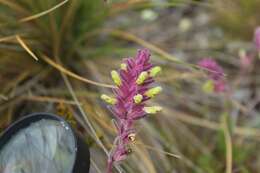 صورة Neobartsia laniflora (Benth.) Uribe-Convers & Tank