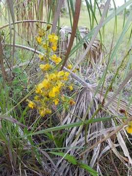 Image of terrestrial cowhorn orchid