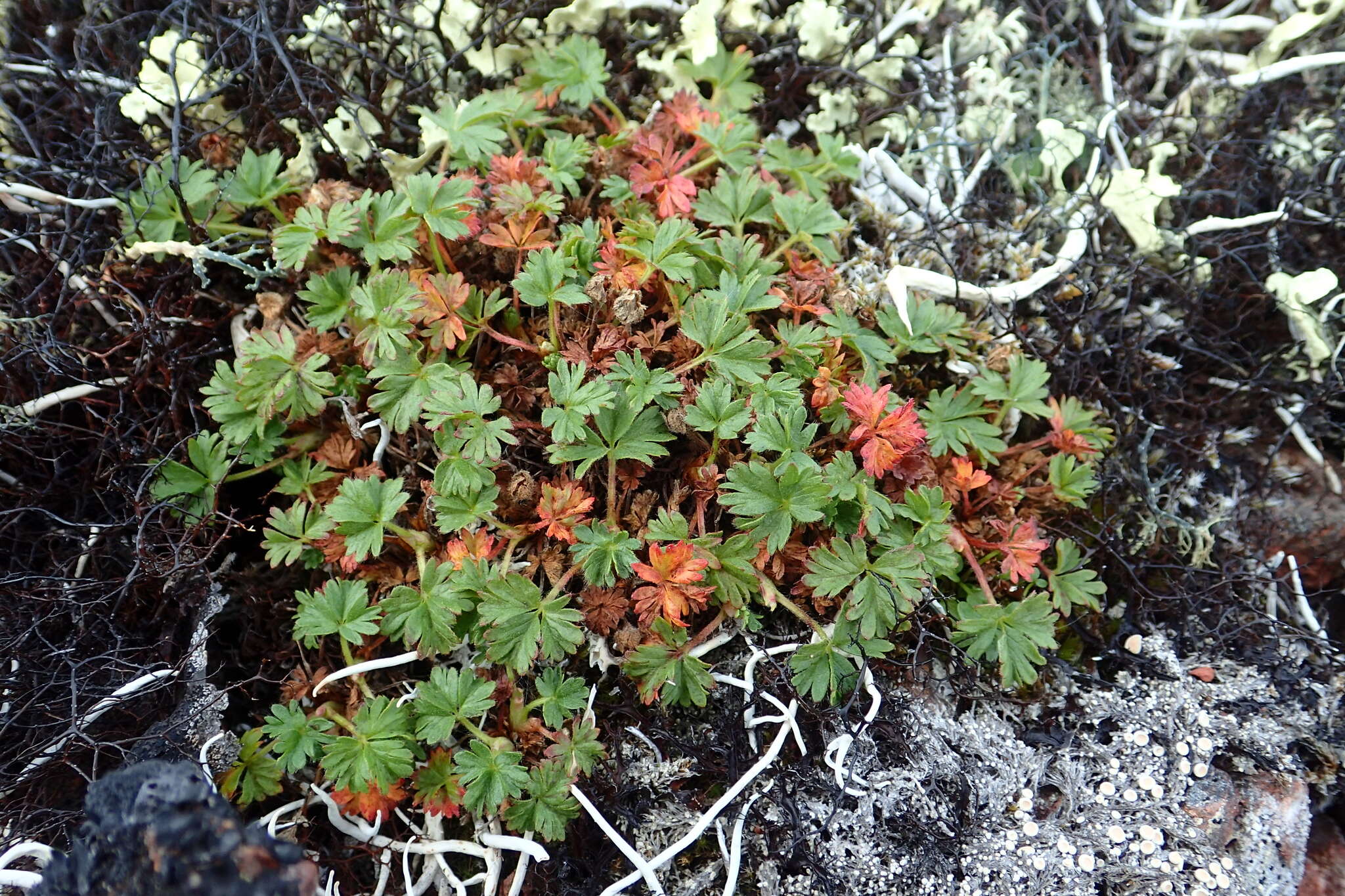 Image de Potentilla elegans Cham. & Schltdl.