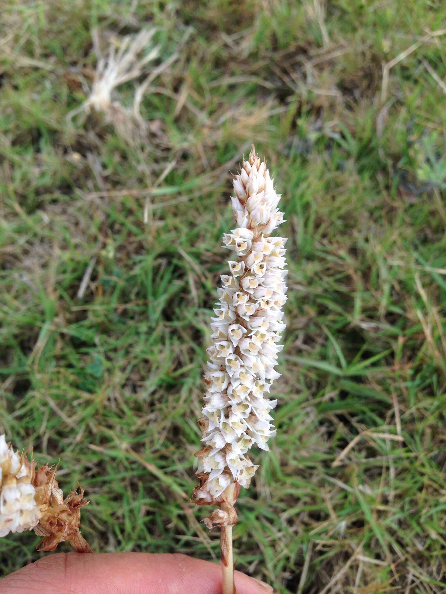 Image of Brachystele camporum (Lindl.) Schltr.