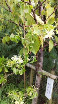 Image of Clematis javana DC.