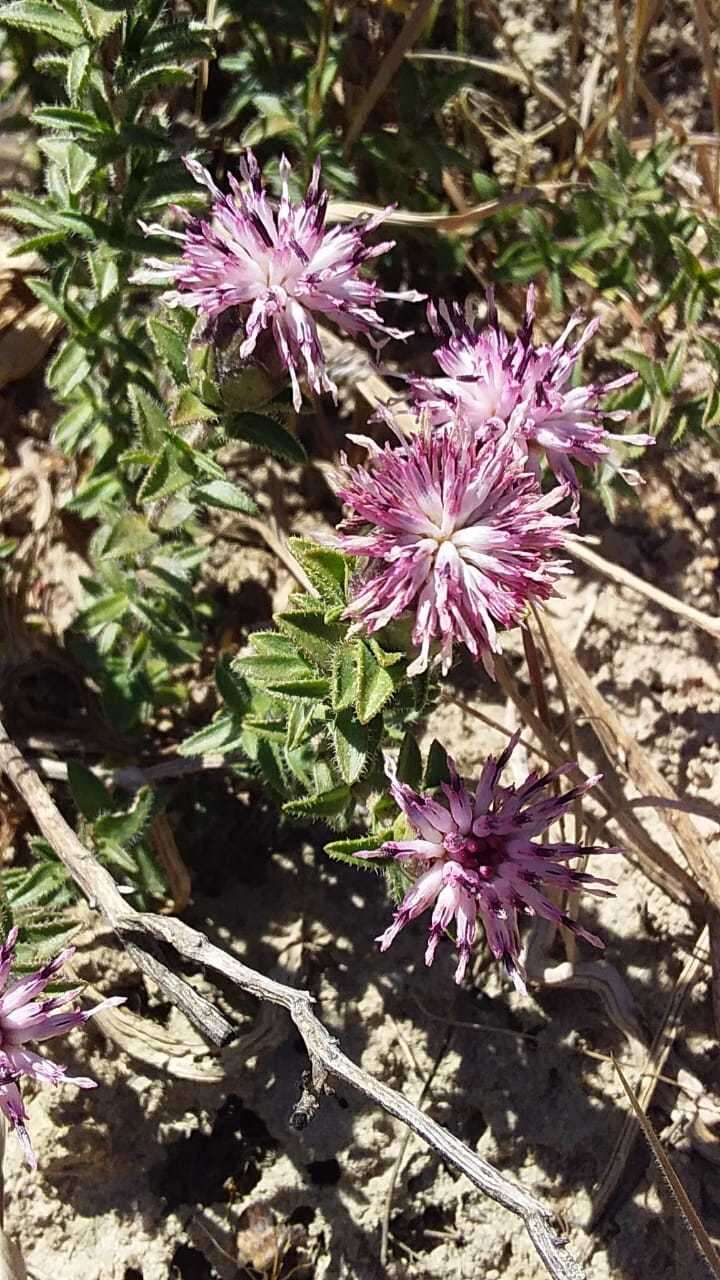 Sivun Pteronia hirsuta L. fil. kuva