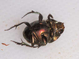 Image of Proagoderus bicallosus (Klug 1855)