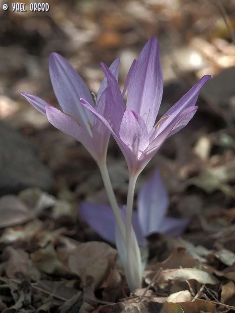 Image of Colchicum feinbruniae K. Perss.