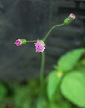 Image of lilac tasselflower