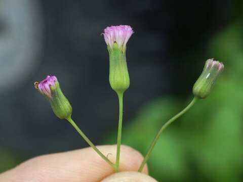 Image of lilac tasselflower