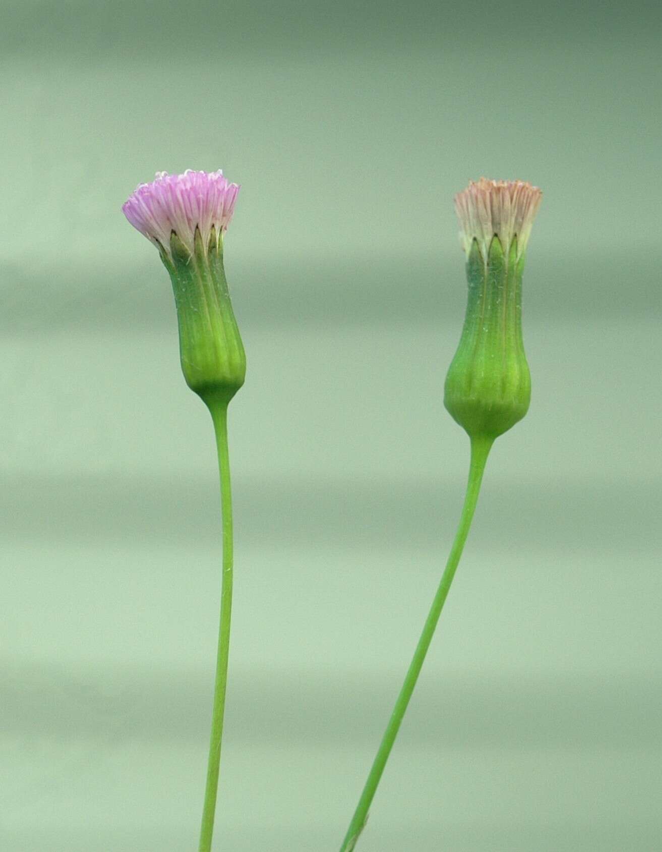 Image of lilac tasselflower