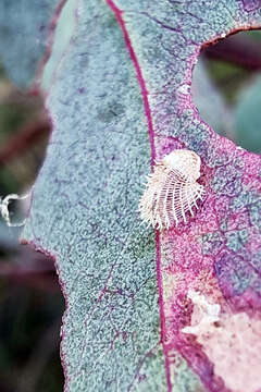 Imagem de Cardiaspina spinifera (Froggatt 1923)