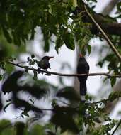 Image of Black-fronted Nunbird
