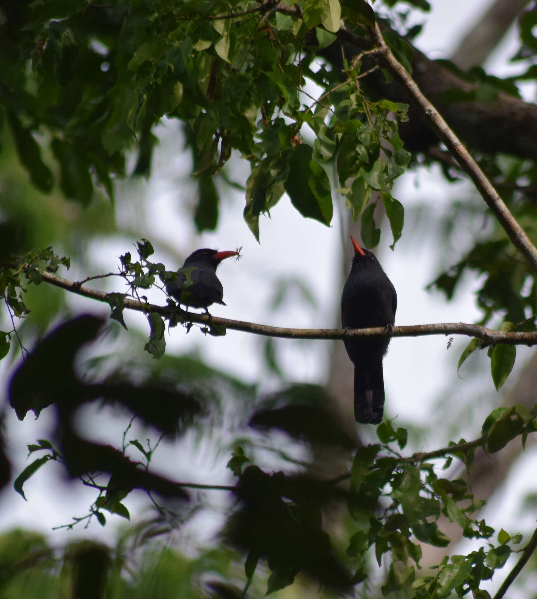 Image of Black-fronted Nunbird