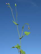 Image of lilac tasselflower