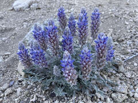 Image of desert lupine