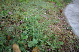 Image of lilac tasselflower