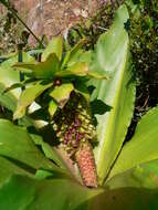 Imagem de Eucomis montana Compton