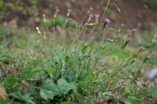 Image of lilac tasselflower