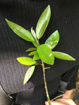 Image of Ficus pertusa L. fil.