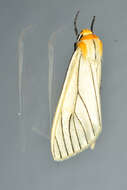 Image of Spilosoma pelopea Druce 1897