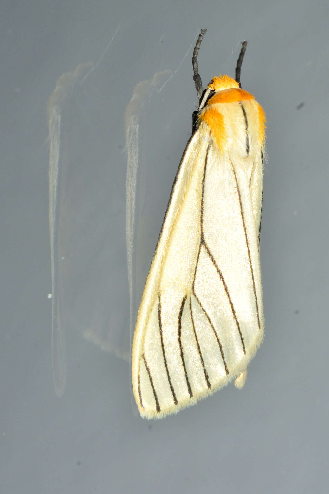 Image of Spilosoma pelopea Druce 1897