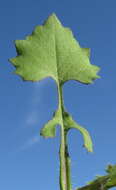 Image of lilac tasselflower