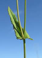 Image of lilac tasselflower