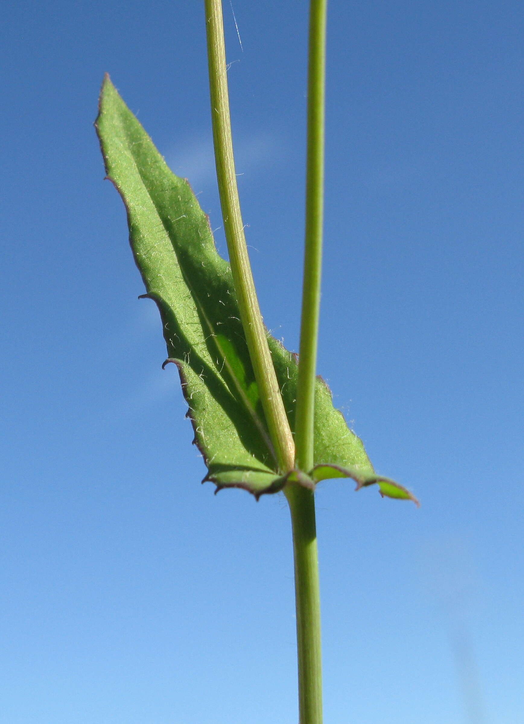 Image of lilac tasselflower