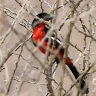 Image of Crimson-breasted Gonolek