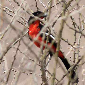 Image of Crimson-breasted Gonolek