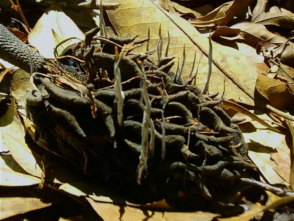 Imagem de Xylaria magnoliae J. D. Rogers 1979