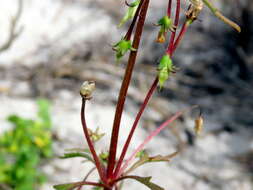 Imagem de Hemimeris sabulosa L. fil.