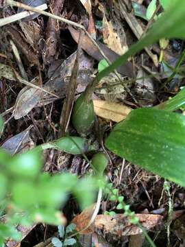 Image de Chrysoglossum ornatum Blume