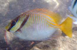 Image of Barred rabbitfish