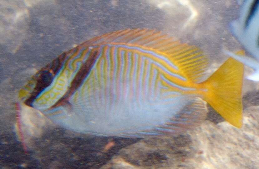 Image of Barred rabbitfish