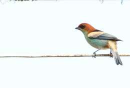 Image of Black-backed Tanager