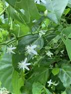 Image of Clematis terniflora var. garanbiensis (Hayata) M. C. Chang