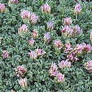 Image of <i>Trifolium <i>andinum</i></i> var. andinum