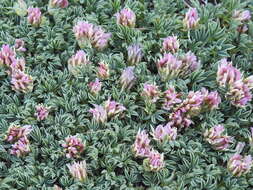 Image of <i>Trifolium <i>andinum</i></i> var. andinum