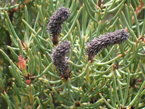 Image of Leucadendron nobile I. Williams