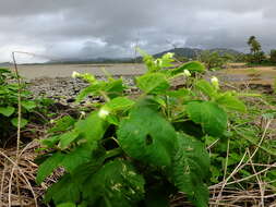 Image of Croton hirtus L'Hér.