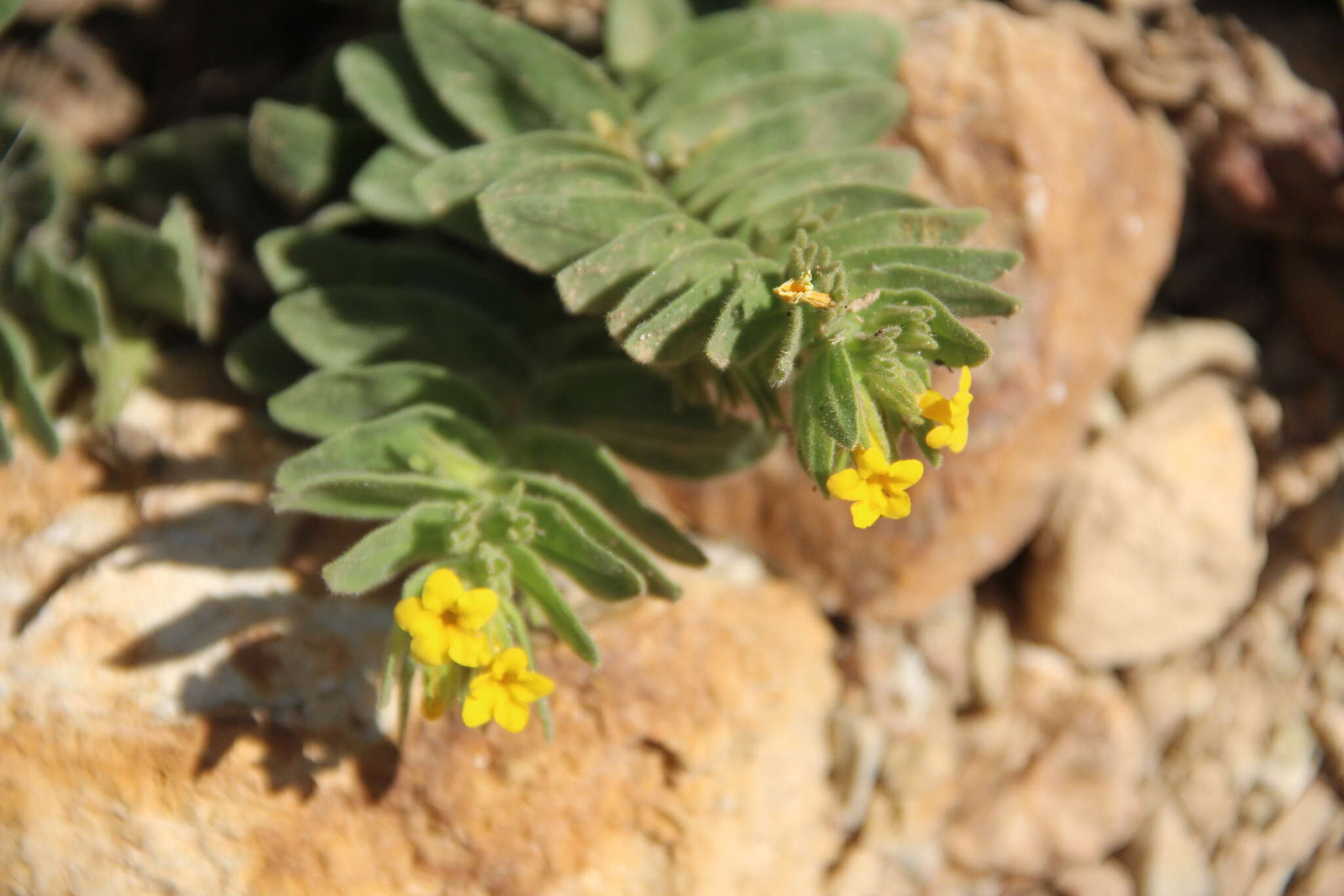 Imagem de Alkanna orientalis (L.) Boiss.