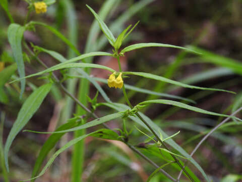 Image of Small cow-wheat