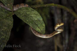 Leptodeira ornata (Bocourt 1884)的圖片