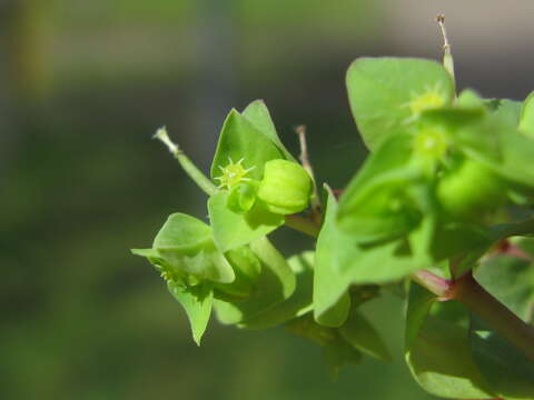 Image of cancer weed