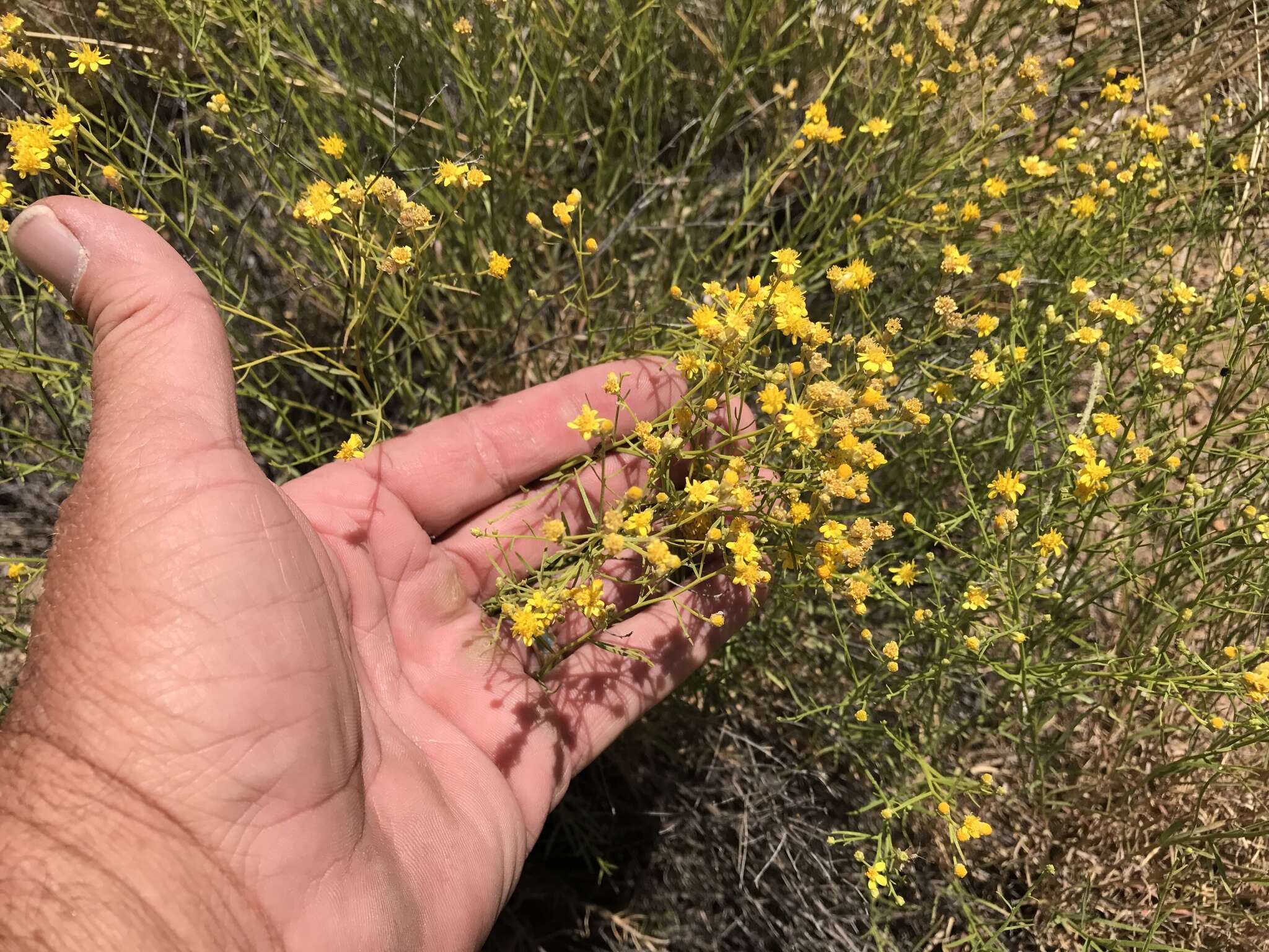 Image of broom snakeweed