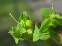 Image of cancer weed