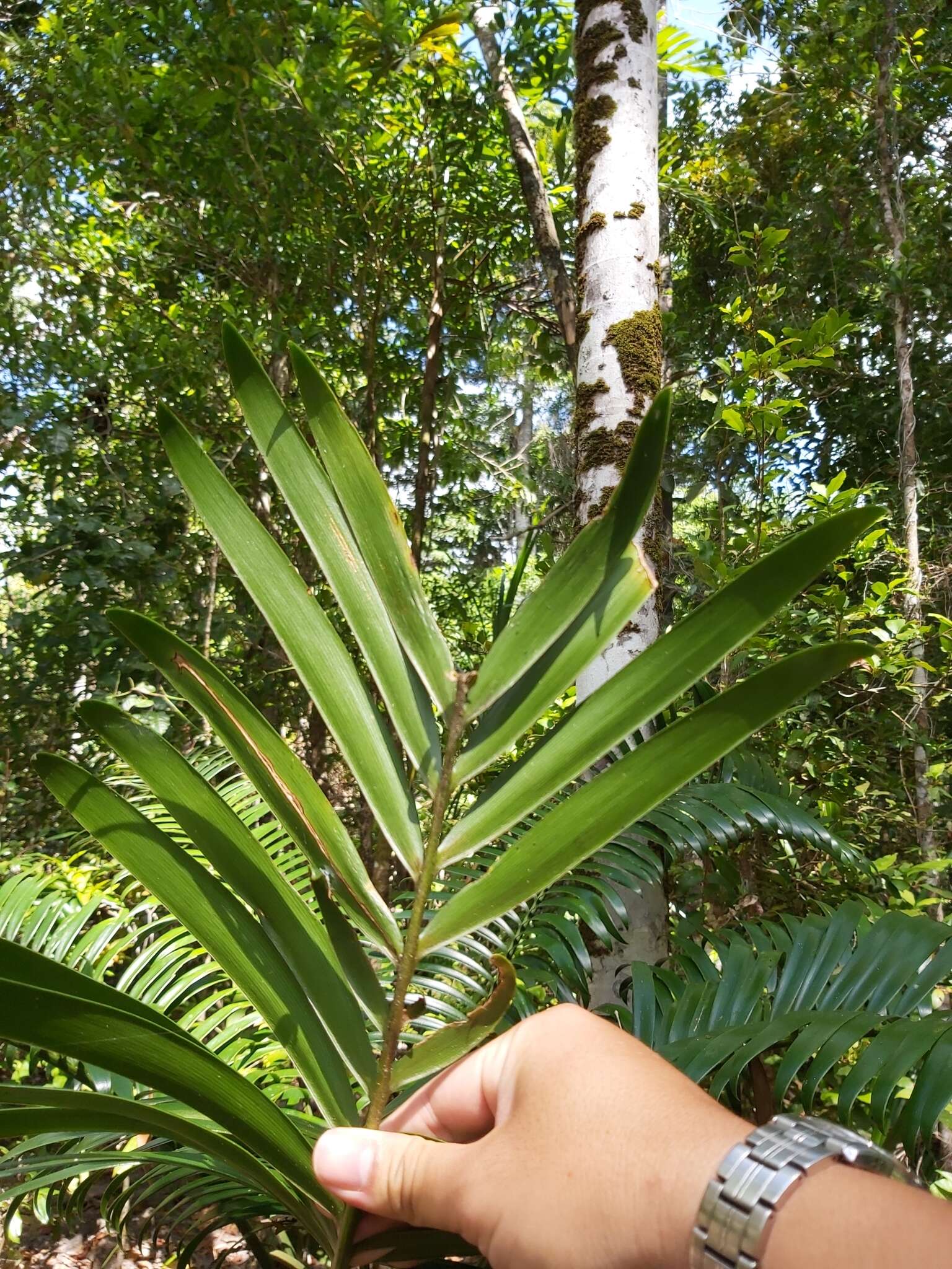 Image of Lepidozamia hopei Regel