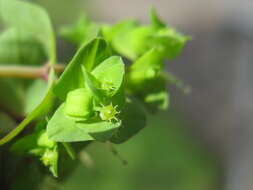 Image of cancer weed