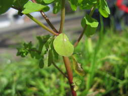 Image of cancer weed