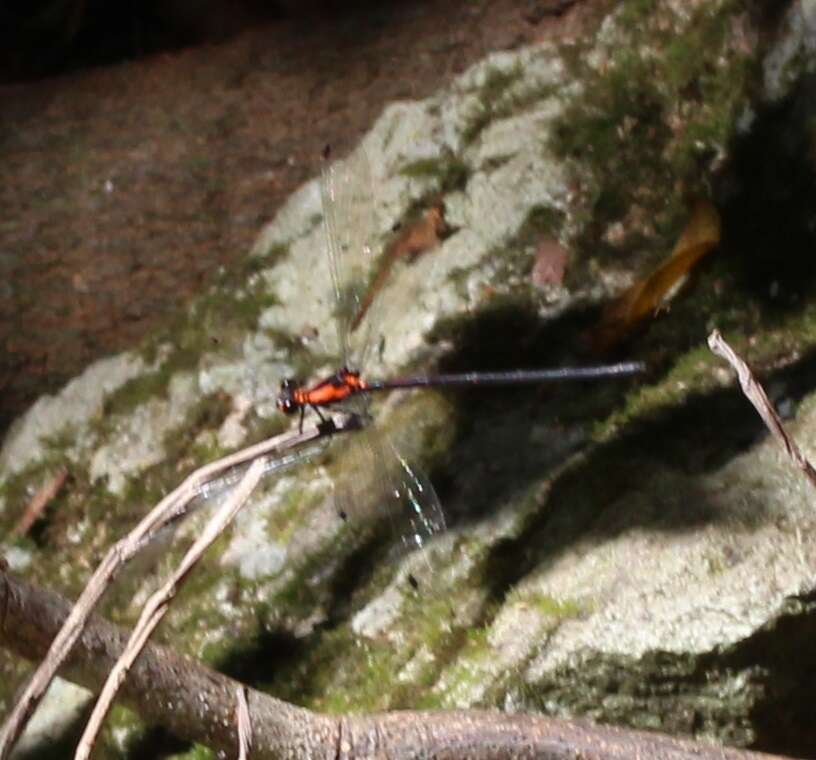 Image of Austroargiolestes chrysoides (Tillyard 1913)